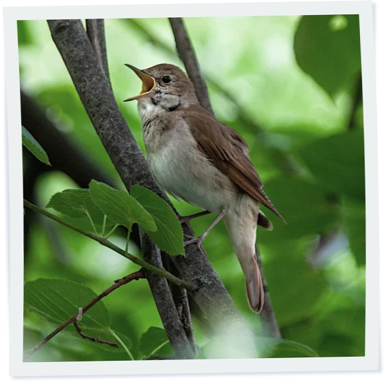 Abbildung: Klingelton Nachtigall