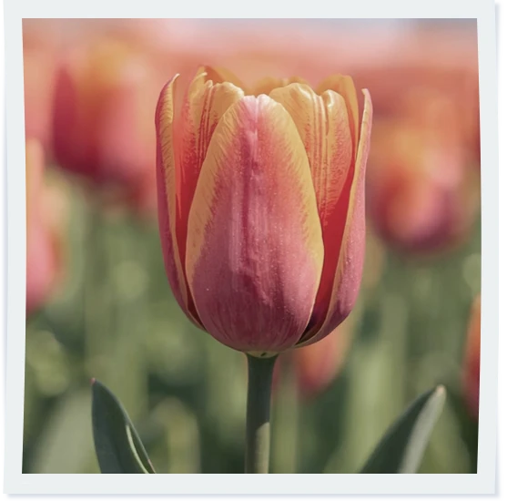 Abbildung: Klingelton Vivaldi Frühling