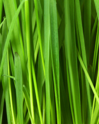 Klingeltöne eingeben Klingeltöne eingeben